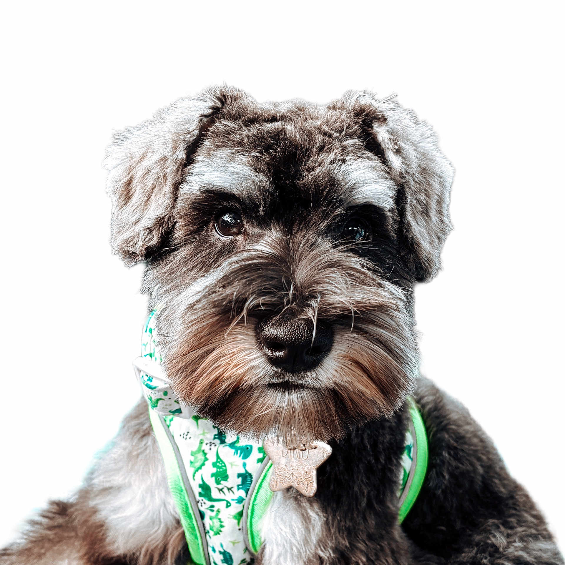 Dino joined the competition — help win amazing prizes! adorable, animal, canine, close_up, companion, cute, dog, domestic_animal, fluffy, friendly, fur, green, harness, mammal, pet, portrait, star_shaped_tag, tag, well_groomed, white_background
