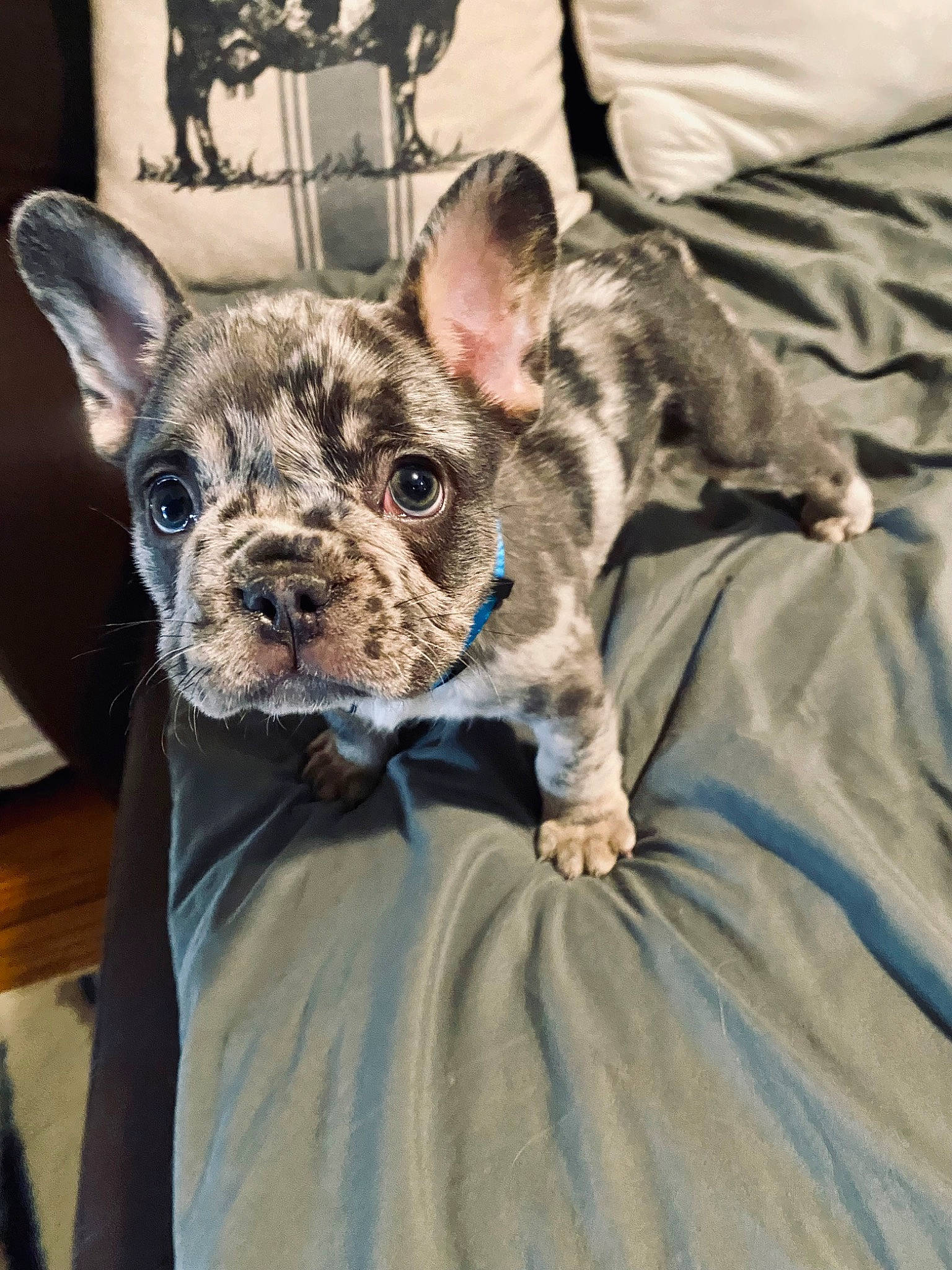 Benson joined the competition — help win amazing prizes! canidae, carnivore, comfort, companion_dog, dog, dog_breed, ear, fawn, felidae, fur, grey, non_sporting_group, pattern, snout, sporting_group, terrestrial_animal, terrier, toy_dog, whiskers, working_animal