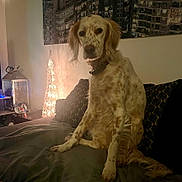 Gaya a rejoint le concours — aidez-le/la à gagner de superbes lots ! animal, blanket, couch, cushion, decorative_tree, dog, domestic, home_decor, indoor, lamp, living_room, night_time, pet, portrait, relaxed, seated, soft_lighting, spotted_dog, wall_art, warm_light