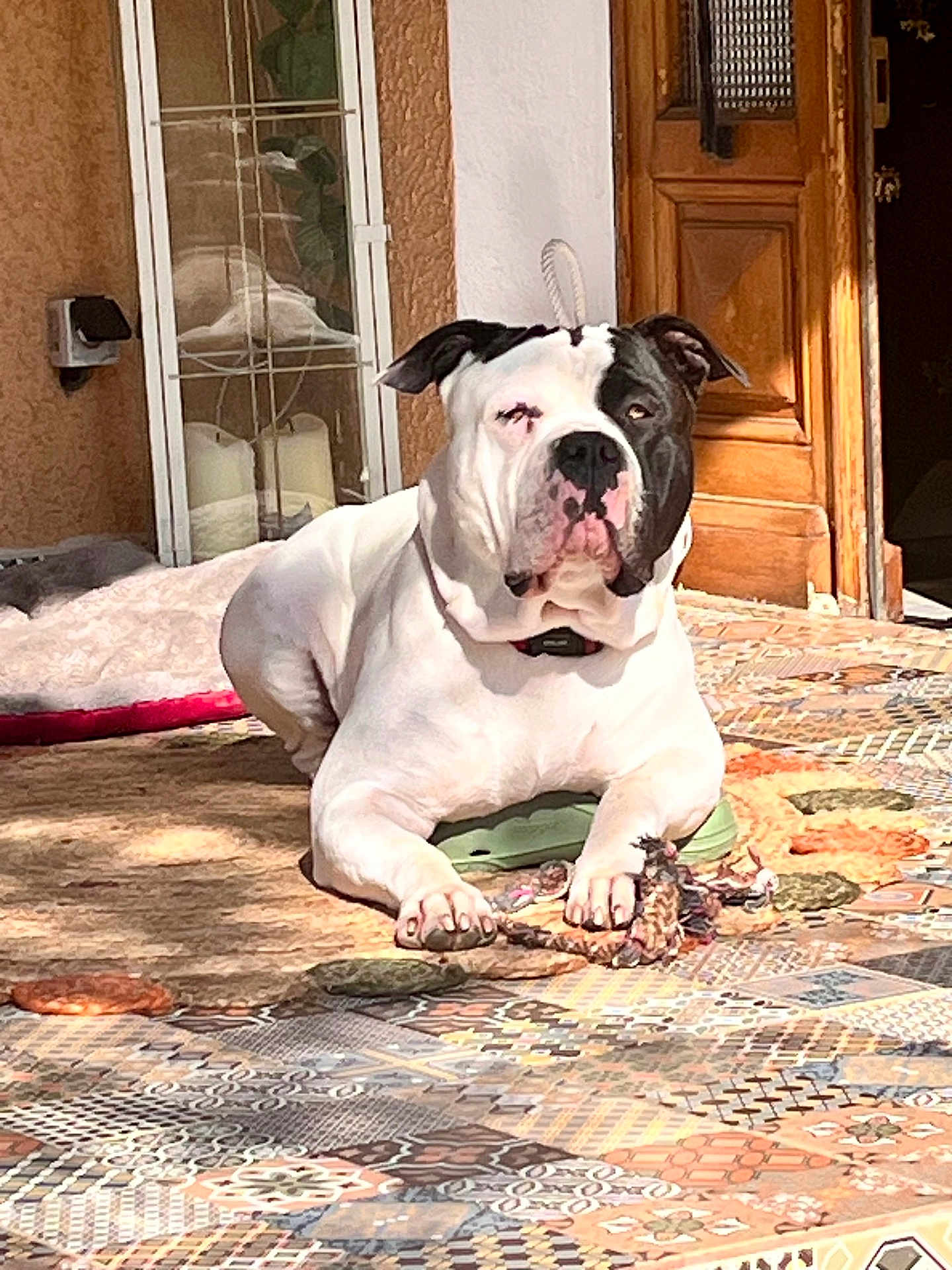 Jazz participe au concours pour gagner de l'argent avec cette photo : animal, bed, black_and_white, companion, cozy, cute, dog, door, floor, fur, home, indoor, paw, pet, relaxed, resting, rope_toy, sunlight, tile_floor, toy