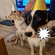 Wirth Saga a rejoint le concours — aidez-le/la à gagner de superbes lots ! adult, animal, canine, clothing, computerhardware, dog, electronics, female, hardware, hardwood, hat, male, man, monitor, partyhat, person, pet, screen, woman, wood