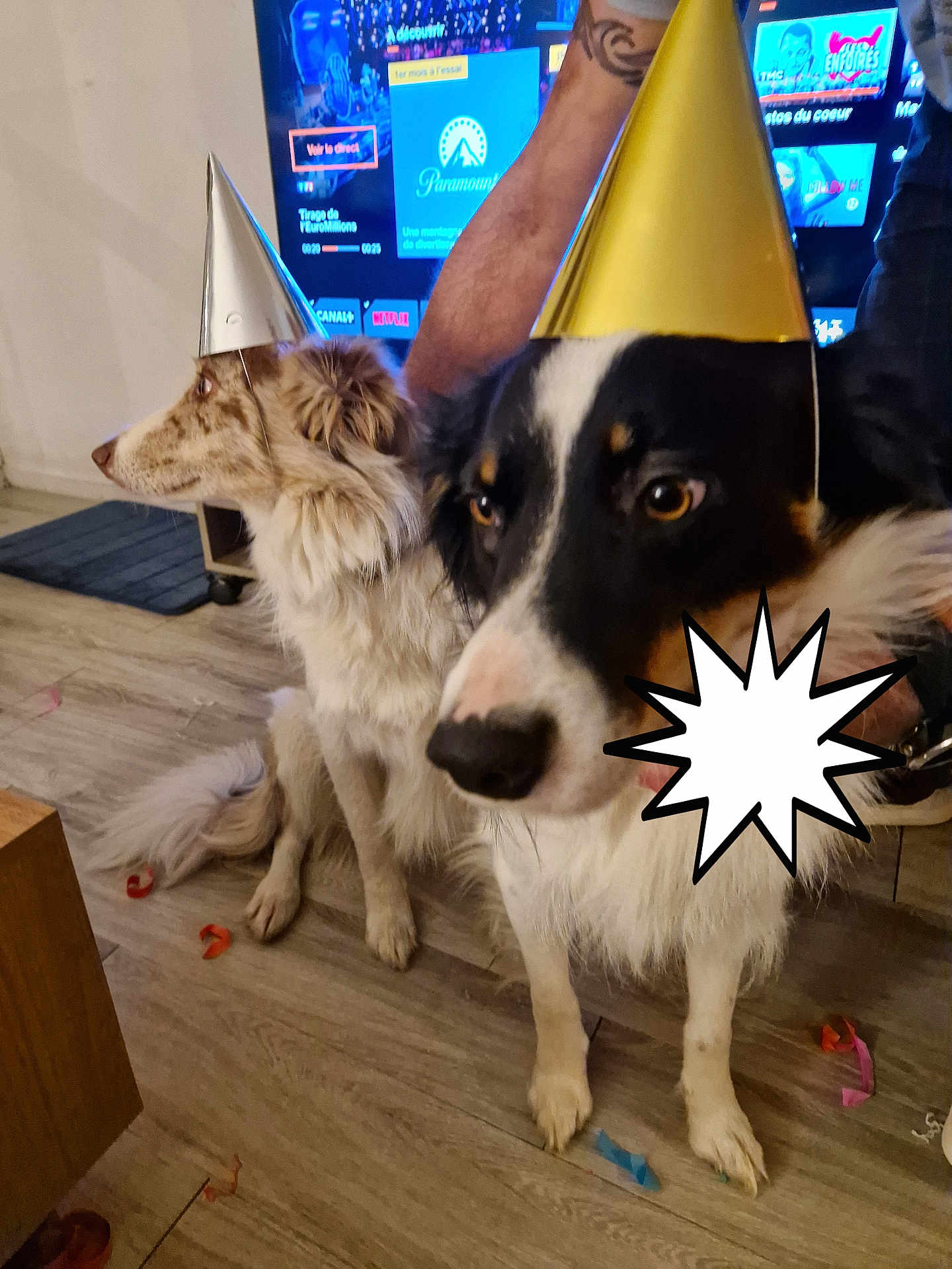 Wirth Saga a rejoint le concours — aidez-le/la à gagner de superbes lots ! adult, animal, canine, clothing, computerhardware, dog, electronics, female, hardware, hardwood, hat, male, man, monitor, partyhat, person, pet, screen, woman, wood