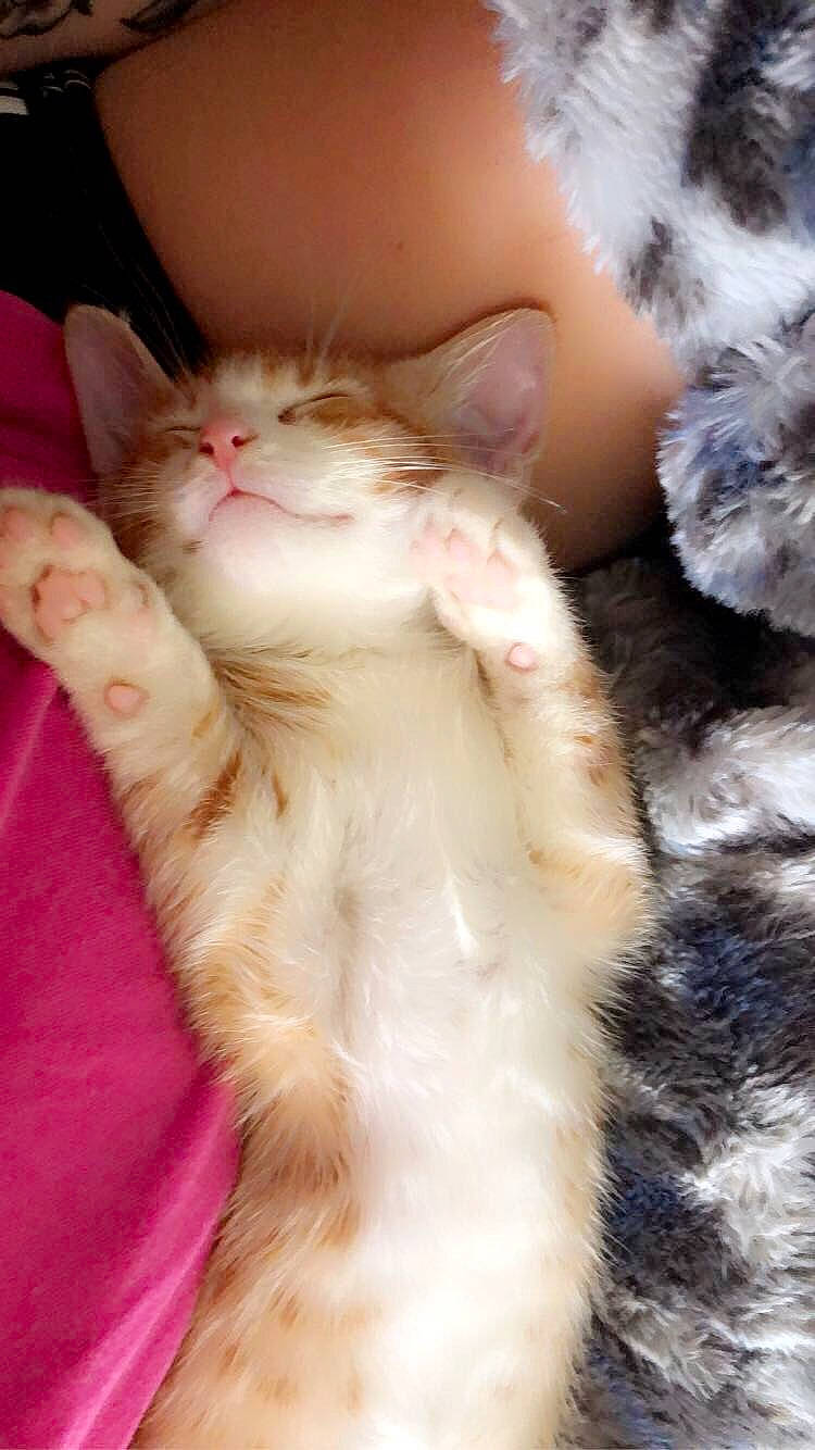 Ollie Sea joined the competition — help win amazing prizes! carnivore, cat, claw, domestic_short_haired_cat, fawn, felidae, fur, gesture, paw, small_to_medium_sized_cats, snout, tail, whiskers