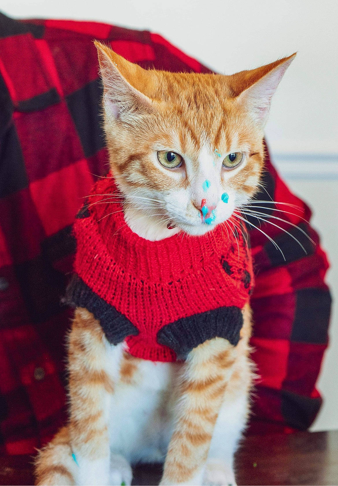 Ollie Sea is registered to the contest to win money with this photo: art, carnivore, cat, claw, collar, domestic_short_haired_cat, fashion_accessory, fawn, felidae, fur, leg, pattern, paw, plaid, small_to_medium_sized_cats, snout, tail, tartan, vertebrate, whiskers