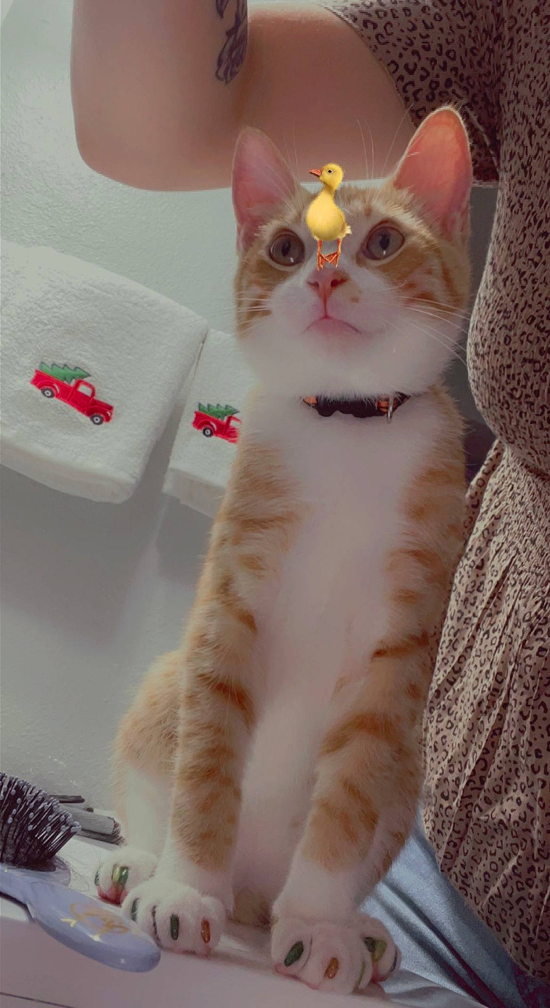 Ollie Sea is registered to the contest to win money with this photo: carnivore, cat, claw, comfort, domestic_short_haired_cat, fawn, felidae, foot, fur, paw, photo_caption, small_to_medium_sized_cats, snout, tail, whiskers, white, window