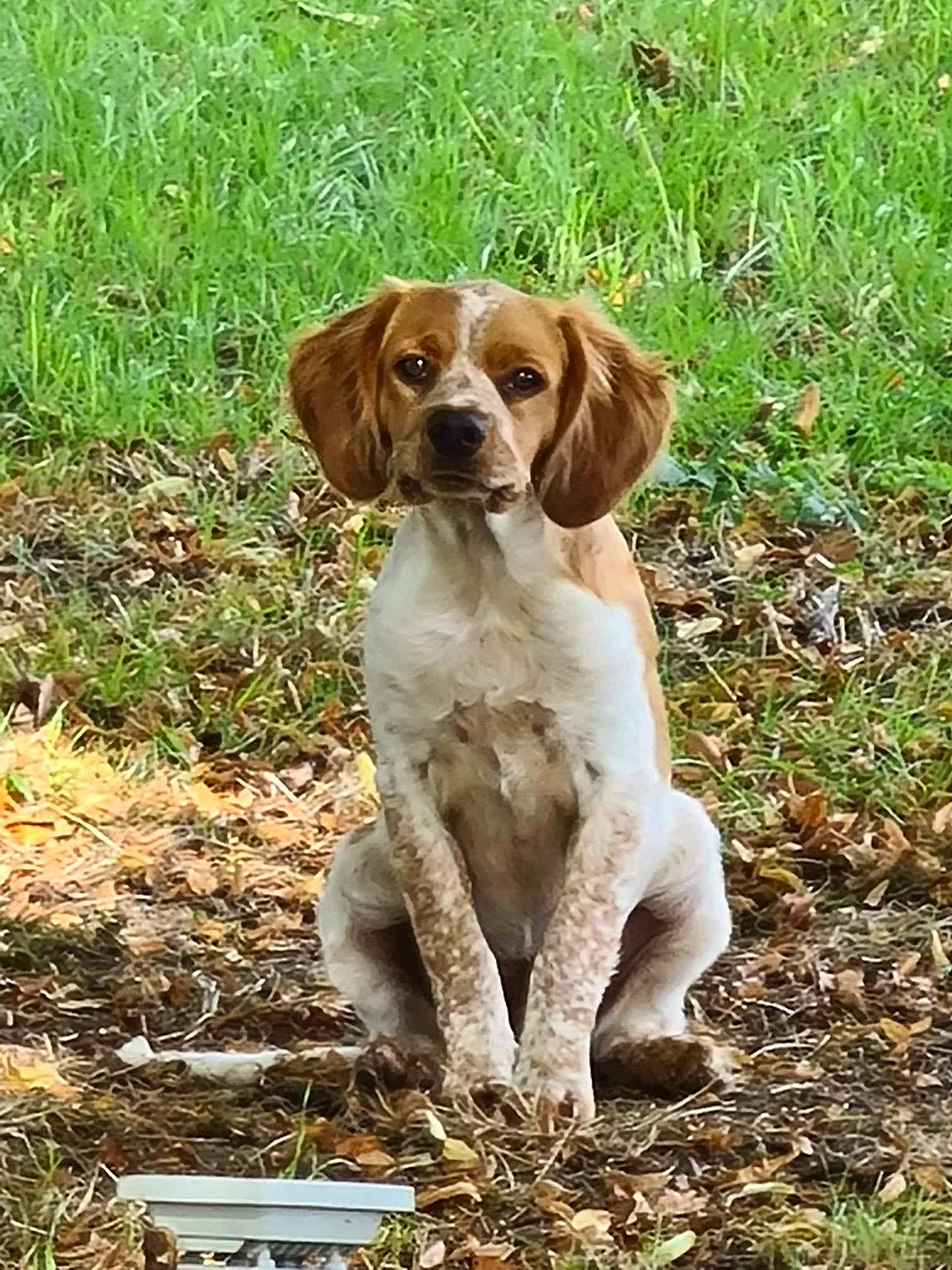 Billy participe au concours pour gagner de l'argent avec cette photo : canidae, carnivore, companion_dog, dog, dog_breed, fawn, grass, groundcover, gun_dog, hunting_dog, liver, plant, snout, soil, sporting_group, tail, terrestrial_animal, wildlife, working_animal