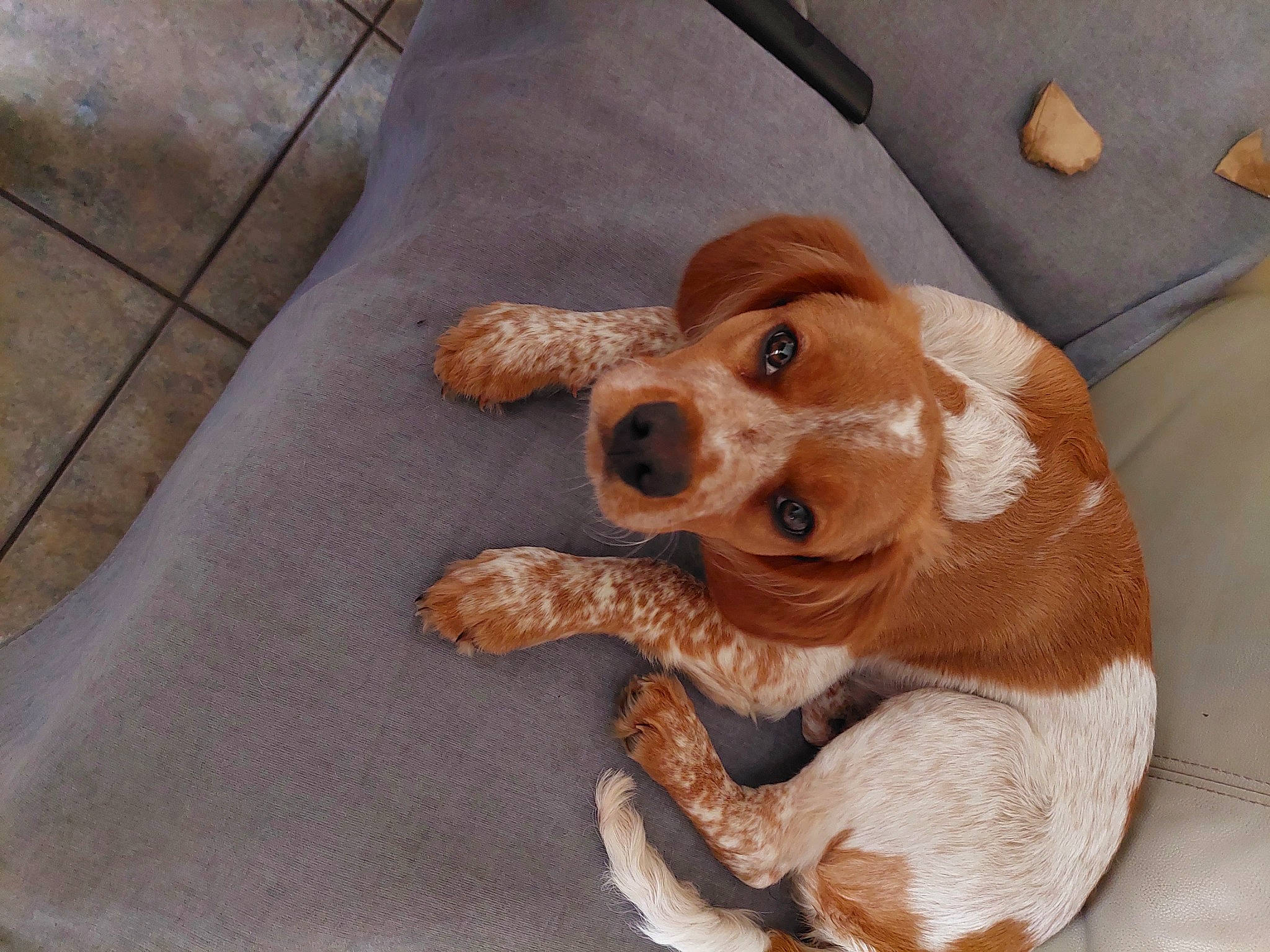 Billy a rejoint le concours — aidez-le/la à gagner de superbes lots ! canidae, carnivore, companion_dog, dog, dog_breed, fawn, fur, gesture, liver, paw, plush, snout, sporting_group, stuffed_toy, terrestrial_animal, toy, wood, working_animal, wrinkle