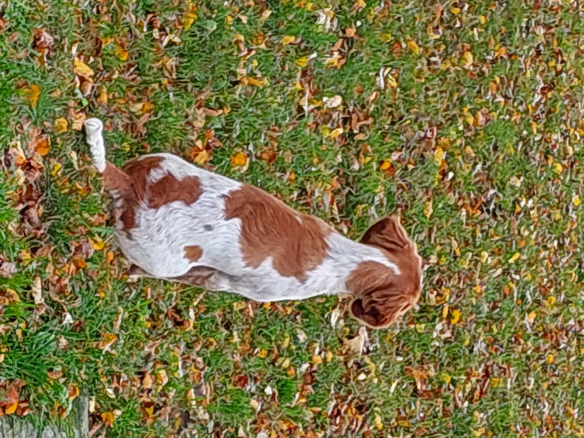 Billy participe au concours pour gagner de l'argent avec cette photo : beak, canidae, dog_breed, grass, grassland, groundcover, liver, livestock, pasture, plant, sporting_group, tail, terrestrial_animal, wildlife