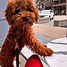 Beaumont joined the competition — help win amazing prizes! dog, puppy, curly_fur, red_brown, leash, table, marble_table, outdoor, street, car, sidewalk, person, red_pants, bench, urban, tree, daylight, pet, cute, closeup