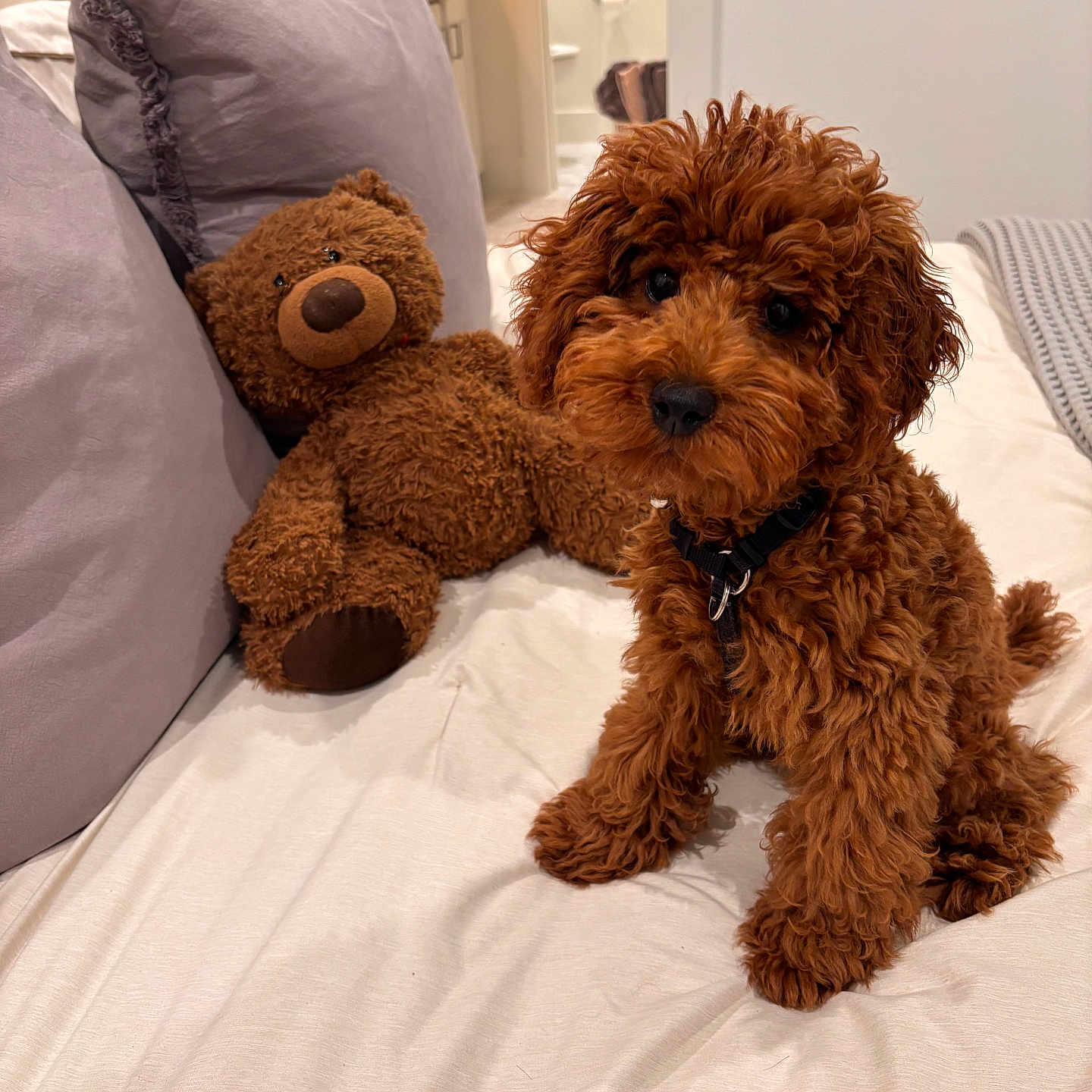Beaumont is registered to the contest to win money with this photo: puppy, dog, bed, teddy_bear, stuffed_animal, pillows, indoor, cozy, cute, pet, fur, curly_fur, brown, sitting, collar, home, soft, toy, animal, companion