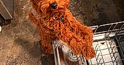 Beaumont joined the competition — help win amazing prizes! dog, curly_fur, brown_dog, pet, kitchen, dishwasher, open_dishwasher, floor, curious, standing, indoor, household, canine, looking_up, mischievous, close_up, domestic, animal, companion, cute