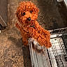 dog, curly_fur, brown_dog, pet, kitchen, dishwasher, open_dishwasher, floor, curious, standing, indoor, household, canine, looking_up, mischievous, close_up, domestic, animal, companion, cute