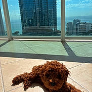Beaumont joined the competition — help win amazing prizes! dog, brown_dog, puppy, curly_fur, tile_floor, sunlight, shadow, balcony, glass_railing, cityscape, buildings, sky, blue_sky, urban, daylight, pet, relaxing, indoors, window, sunshine