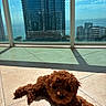 dog, brown_dog, puppy, curly_fur, tile_floor, sunlight, shadow, balcony, glass_railing, cityscape, buildings, sky, blue_sky, urban, daylight, pet, relaxing, indoors, window, sunshine