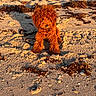 Beaumont joined the competition — help win amazing prizes! dog, beach, sand, seaweed, sunlight, outdoor, pet, canine, nature, animal, coast, shore, shells, leash, curly_fur, cute, sunset_lighting, warm_colors, sitting, texture