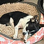 animal, bed, black_and_white, canine, comfort, cozy, cute, dog, domestic_animal, fur, indoors, nap, paw, peaceful, pet_bed, relaxation, resting, sleeping, small_dog, snuggly