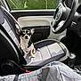 Lili Rose participe au concours pour gagner de l'argent avec cette photo : black_and_white, car_interior, car_seat, chihuahua, compact_car, daylight, dog, fabric, gear_shift, greenery, hedge, looking, modern, pet, seat_belt, sitting, small_dog, steering_wheel, vehicle, window