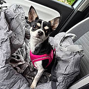 Lili Rose a rejoint le concours — aidez-le/la à gagner de superbes lots ! alert, animal, black_and_white, car, car_interior, chihuahua, companion, cozy, cute, dog, fabric, gray, harness, indoor, leash, pet, pet_bed, seat, small_dog, window