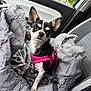 alert, animal, black_and_white, car, car_interior, chihuahua, companion, cozy, cute, dog, fabric, gray, harness, indoor, leash, pet, pet_bed, seat, small_dog, window