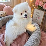 puppy, dog, white_fur, fluffy, pet_bed, blanket, teddy_bear, pink_cushions, fairy_lights, window, flowers, framed_sign, indoor, cozy, cute, small_dog, smiling, soft_texture, decor, warm_lighting