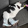 black_and_white, boots, cat, child, couch, cozy, fluffy, footwear, furniture, game_controller, glasses, gray, indoor, lying_down, pet, playful, relaxing, remote_control, star_pattern, toy