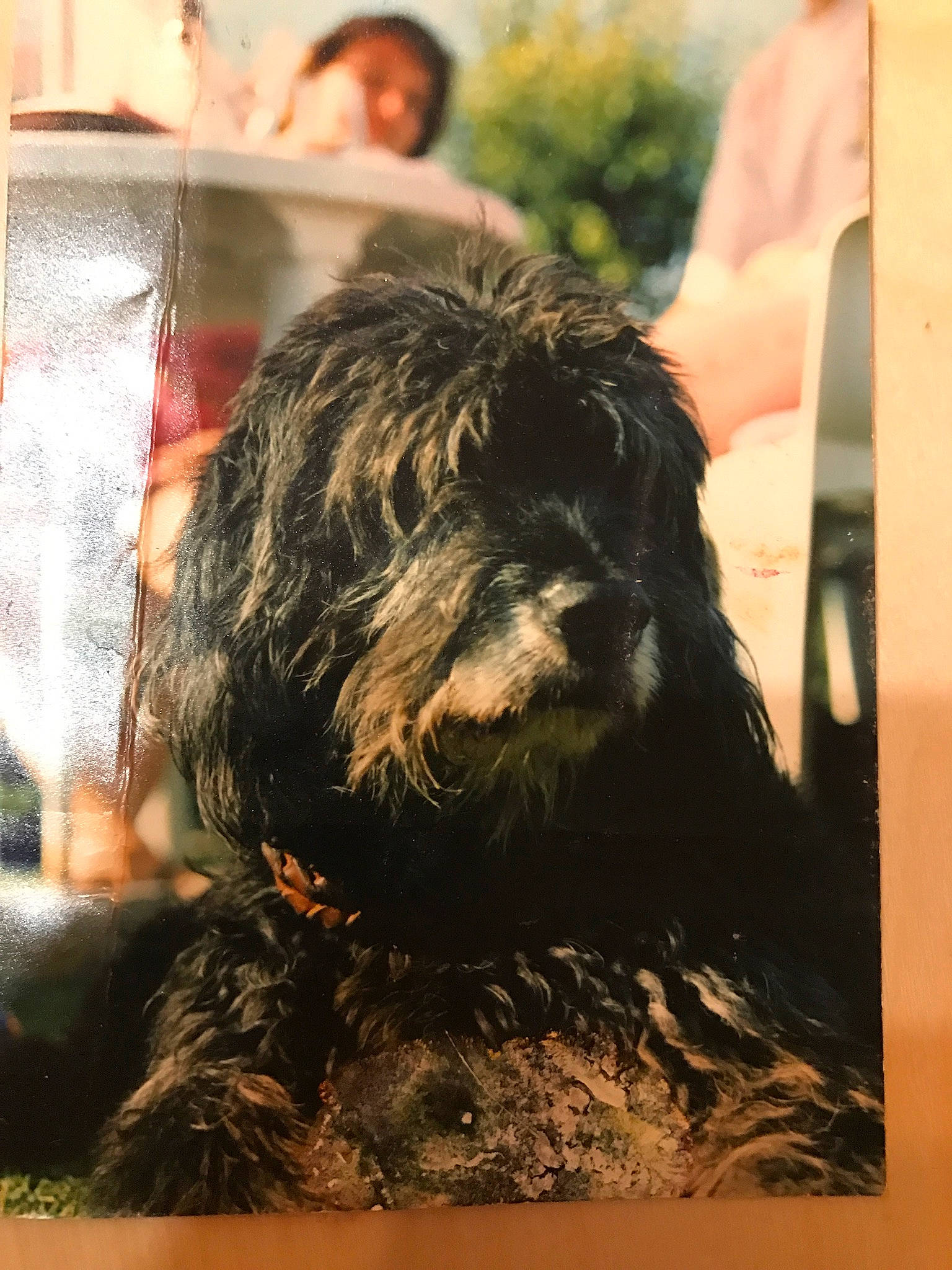 Aramis a rejoint le concours — aidez-le/la à gagner de superbes lots ! affenpinscher, bolonka, briard, canidae, cao_da_serra_de_aires, carnivore, catalan_sheepdog, dog, dog_breed, mammal, non_sporting_group, portuguese_water_dog, sporting_group, terrier, tibetan_terrier