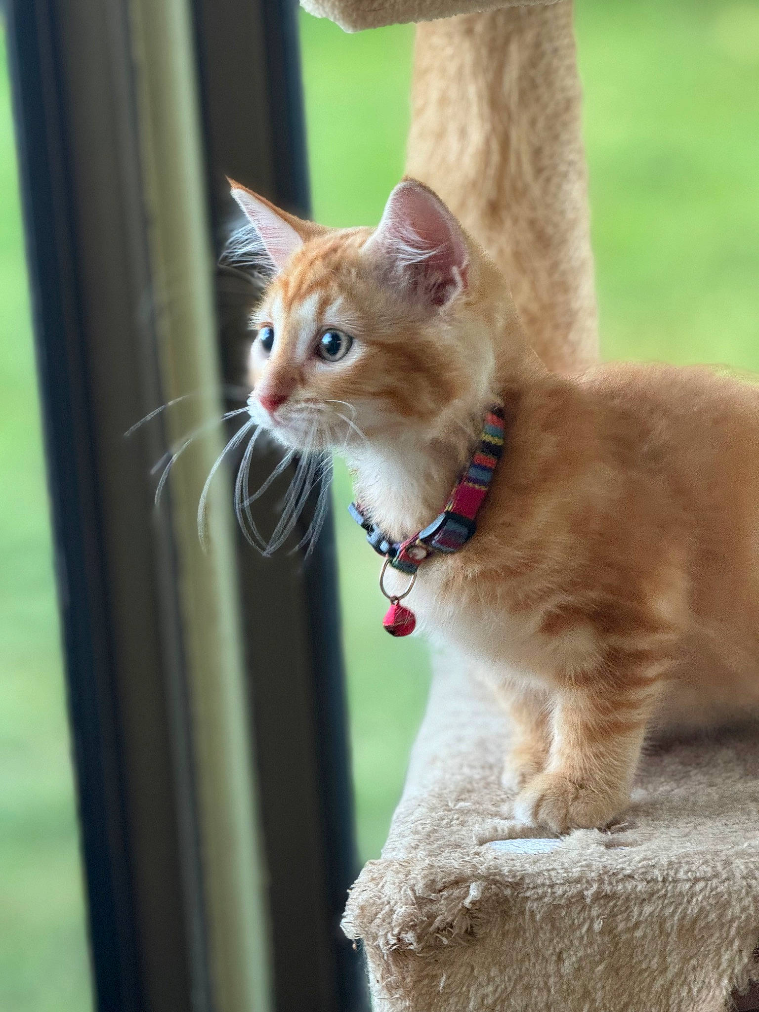 Arlo is registered to the contest to win money with this photo: carnivore, cat, collar, domestic_short_haired_cat, eye, fawn, felidae, fur, sitting, small_to_medium_sized_cats, snout, tail, terrestrial_animal, trunk, whiskers, wildlife, window, wood