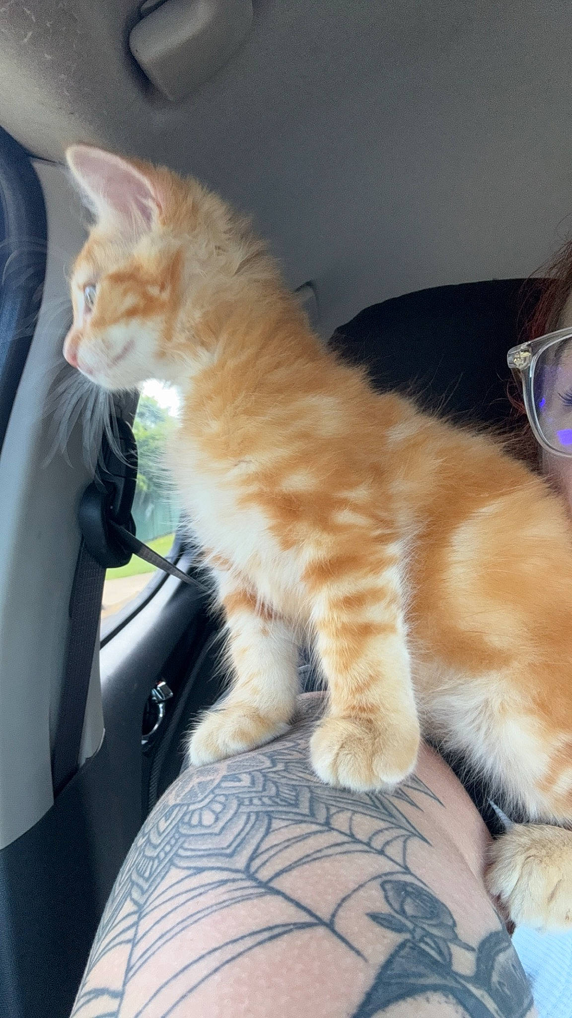 Arlo joined the competition — help win amazing prizes! automotive_window_part, carnivore, cat, claw, comfort, domestic_short_haired_cat, fawn, felidae, fur, goggles, human_leg, lap, paw, sitting, small_to_medium_sized_cats, tail, vehicle_door, whiskers, window, windshield