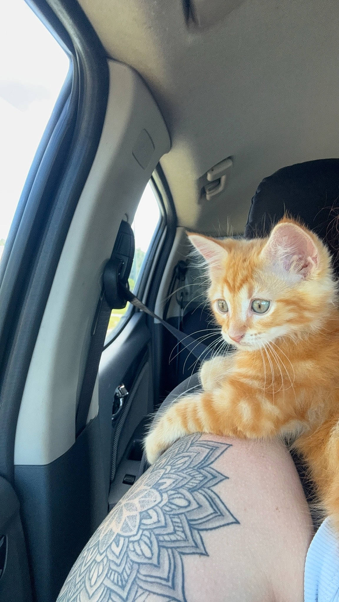 Arlo is registered to the contest to win money with this photo: automotive_design, automotive_exterior, automotive_mirror, car, car_seat, car_seat_cover, carnivore, cat, comfort, fawn, felidae, head_restraint, hood, motor_vehicle, small_to_medium_sized_cats, tree, vehicle, vehicle_door, whiskers, window