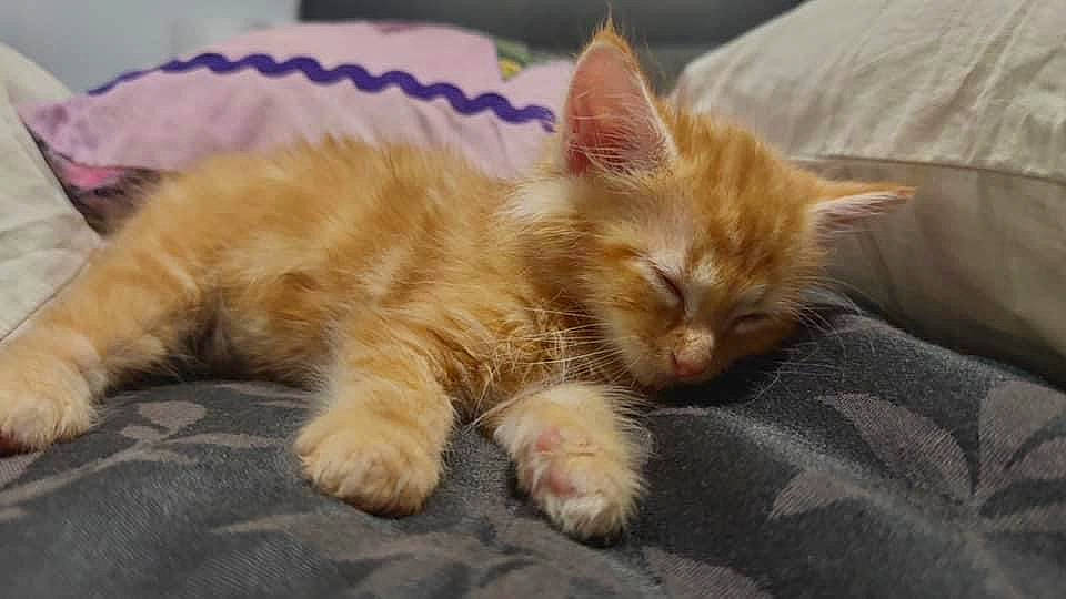 Arlo is registered to the contest to win money with this photo: carnivore, cat, claw, comfort, couch, domestic_short_haired_cat, fawn, felidae, fur, nap, paw, sleep, small_to_medium_sized_cats, snout, tail, whiskers