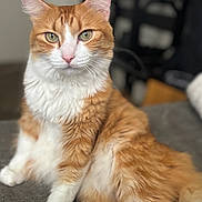 Sunshine is registered to the contest to win money with this photo: cat, orange_cat, white_cat, tabby, fluffy, long_hair, pet, animal, feline, whiskers, green_eyes, ears, paws, sitting, portrait, indoor, couch, home, blurred_background, relaxed
