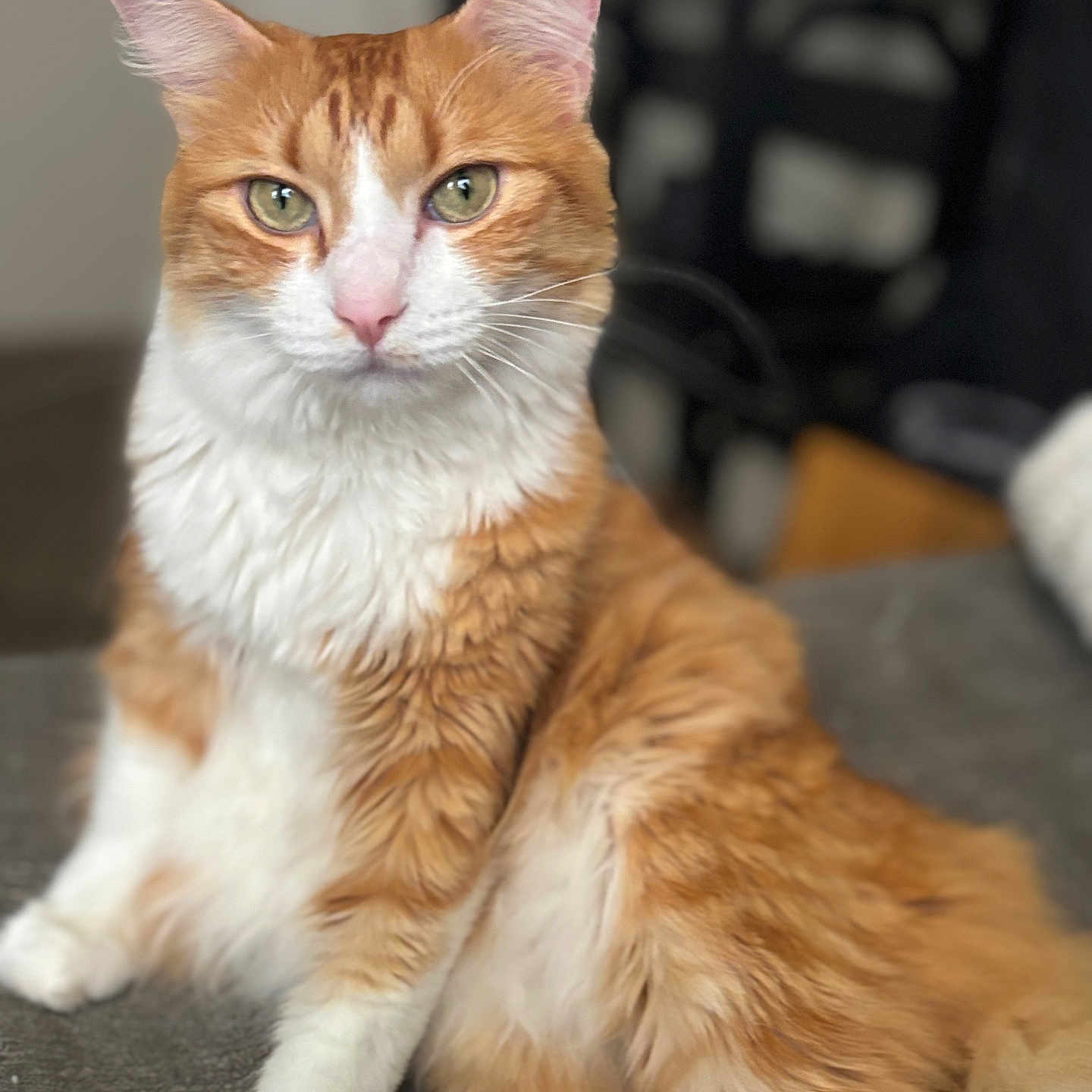 Sunshine is registered to the contest to win money with this photo: cat, orange_cat, white_cat, tabby, fluffy, long_hair, pet, animal, feline, whiskers, green_eyes, ears, paws, sitting, portrait, indoor, couch, home, blurred_background, relaxed