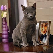 Salem is registered to the contest to win money with this photo: cat, cozy, domestic, dresser, ears, feline, framed_photo, gray_cat, human_face, indoor, kitten, pet, photograph_frame, portrait, reflection, sitting, tulips, vase, whiskers, wooden_surface