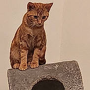 Chipie a rejoint le concours — aidez-le/la à gagner de superbes lots ! alert, animal, background_wall, cat, close_up, concrete_block, curious, domestic_cat, ears, feline, fur, indoor, looking_down, orange_tabby, paws, perched, pet, sitting, texture, whiskers