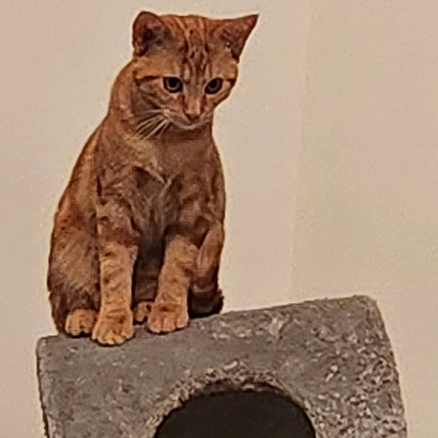 Chipie a rejoint le concours — aidez-le/la à gagner de superbes lots ! alert, animal, background_wall, cat, close_up, concrete_block, curious, domestic_cat, ears, feline, fur, indoor, looking_down, orange_tabby, paws, perched, pet, sitting, texture, whiskers