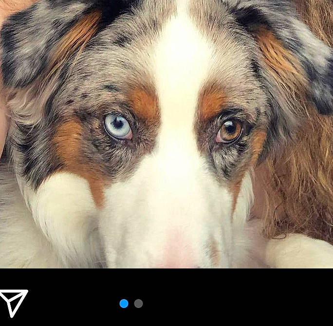 Stormy is registered to the contest to win money with this photo: ancient_dog_breeds, art, canidae, carnivore, companion_dog, dog, dog_breed, fur, herding_dog, natural_landscape, organism, photography, skyscraper, sporting_group, stock_photography, terrestrial_animal, whiskers, wildlife, working_animal, working_dog