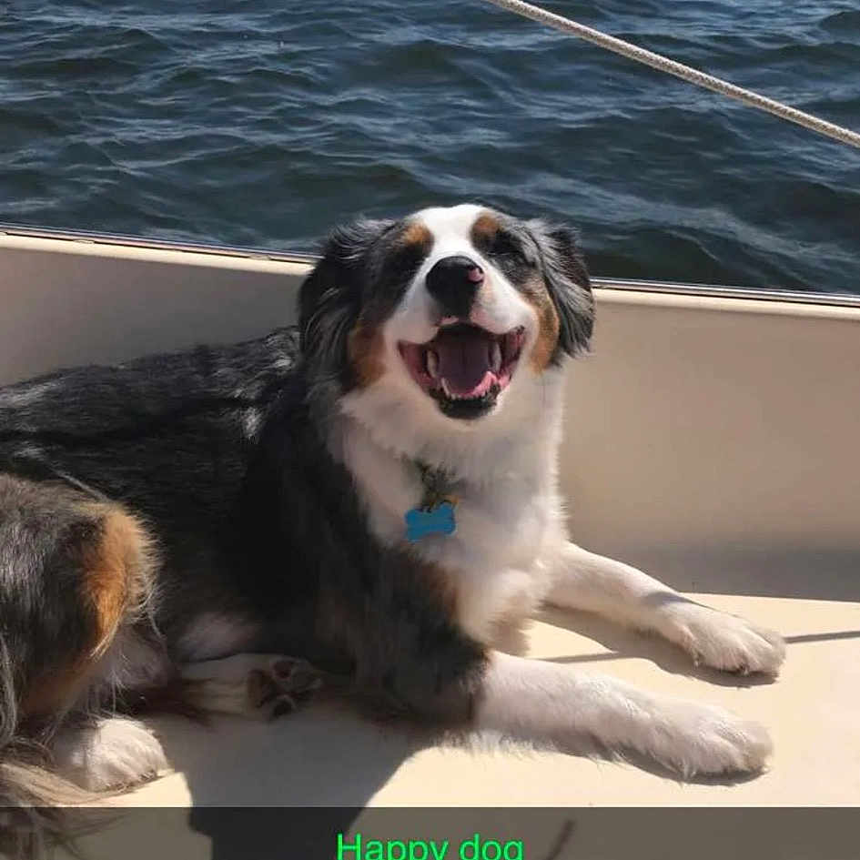 Stormy joined the competition — help win amazing prizes! advertising, carnivore, collar, companion_dog, dog, dog_breed, lake, paw, rectangle, snout, sporting_group, water, working_animal, working_dog