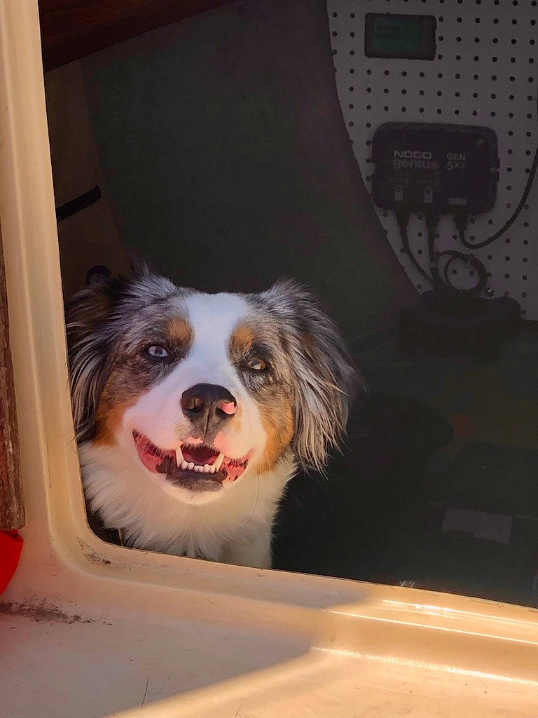 Stormy is registered to the contest to win money with this photo: animal_shelter, border_collie, canidae, carnivore, companion_dog, dog, dog_breed, door, fang, fur, head, jaw, smile, snout, spaniel, sporting_group, tooth, whiskers, working_animal, yawn