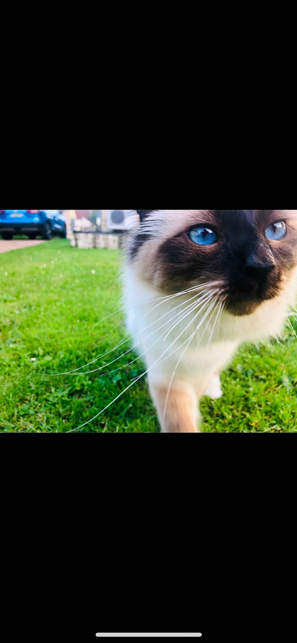 Roby participe au concours pour gagner de l'argent avec cette photo : carnivore, cat, electric_blue, fawn, felidae, flash_photography, fur, grass, happy, plant, siamese, sky, small_to_medium_sized_cats, snout, sunlight, tail, thai, tree, whiskers, window
