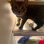 Flash is registered to the contest to win money with this photo: animal, bottle, cat, close_up, curious, domestic_animal, ears, exploring, eyes, food, fur, glass_shelf, household, indoor, pet, plastic_bag, refrigerator, standing, tabby_cat, whiskers