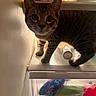 animal, bottle, cat, close_up, curious, domestic_animal, ears, exploring, eyes, food, fur, glass_shelf, household, indoor, pet, plastic_bag, refrigerator, standing, tabby_cat, whiskers