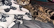 Flash joined the competition — help win amazing prizes! animal, bed, blanket, butterfly_pattern, cat, comfort, cozy, feline, fur, home, indoor, pet, pillow, plush_toy, relaxed, resting, soft, striped, tabby_cat, yellow_eyes