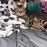 animal, bed, blanket, butterfly_pattern, cat, comfort, cozy, feline, fur, home, indoor, pet, pillow, plush_toy, relaxed, resting, soft, striped, tabby_cat, yellow_eyes