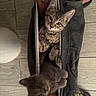 Flash is registered to the contest to win money with this photo: animal, cat, cozy, curious, cute, domestic_animal, feline, fur, indoor, kitten, legs, pants, pets, playful, resting, sleeping, slippers, tattoo, three_kittens, wooden_floor