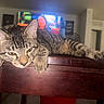 Flash joined the competition — help win amazing prizes! animal, blurred_background, cat, cozy, ears, feline, fur, household, indoor, living_room, paws, pet, relaxed, resting, sleepy, tabby, table, television, whiskers, wooden_table