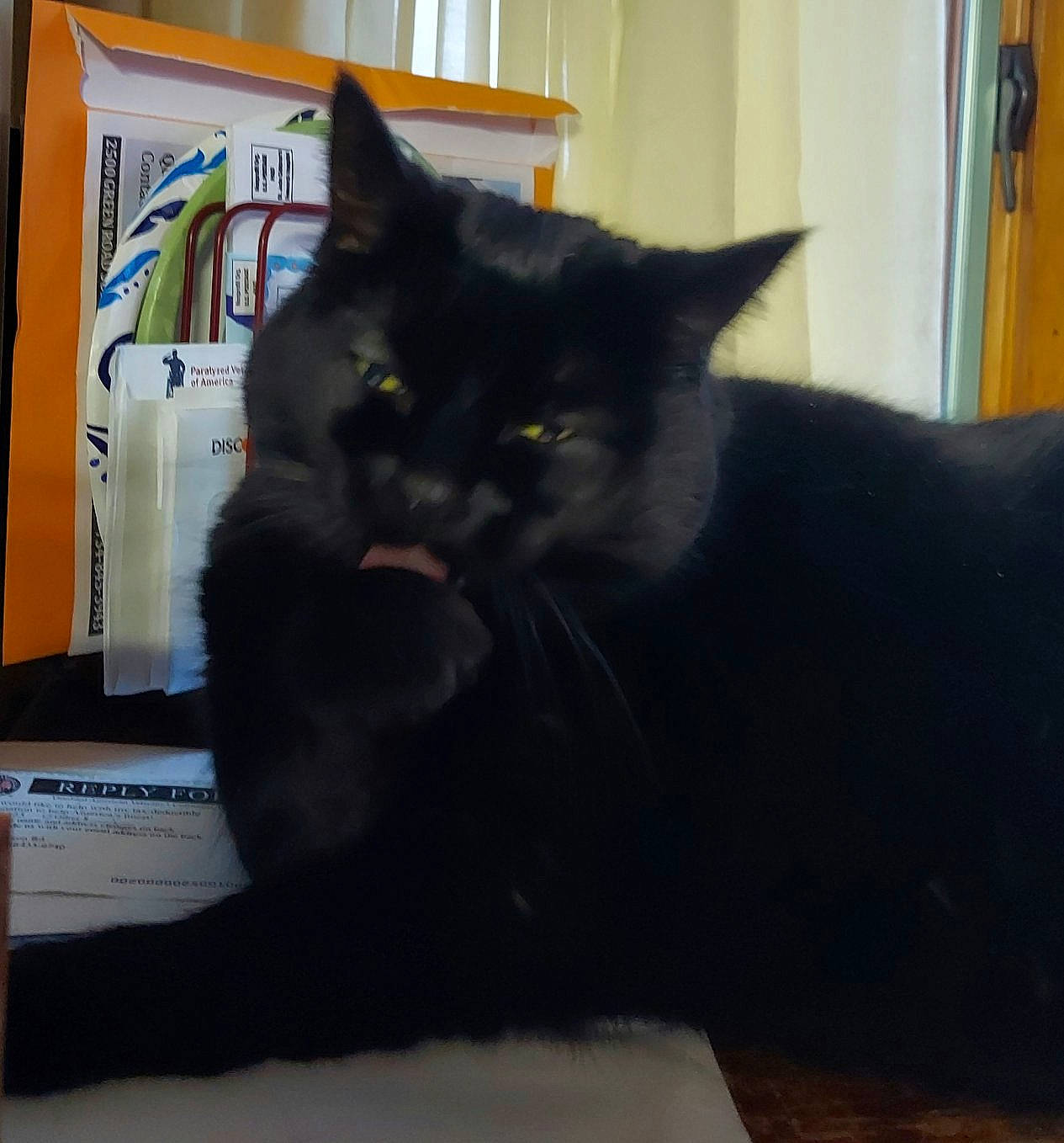 Stinker joined the competition — help win amazing prizes! black_cat, box, cardboard, carnivore, cat, comfort, computer_keyboard, domestic_short_haired_cat, felidae, fur, grey, office_supplies, packaging_and_labeling, paper_product, paw, peripheral, small_to_medium_sized_cats, tail, whiskers, window