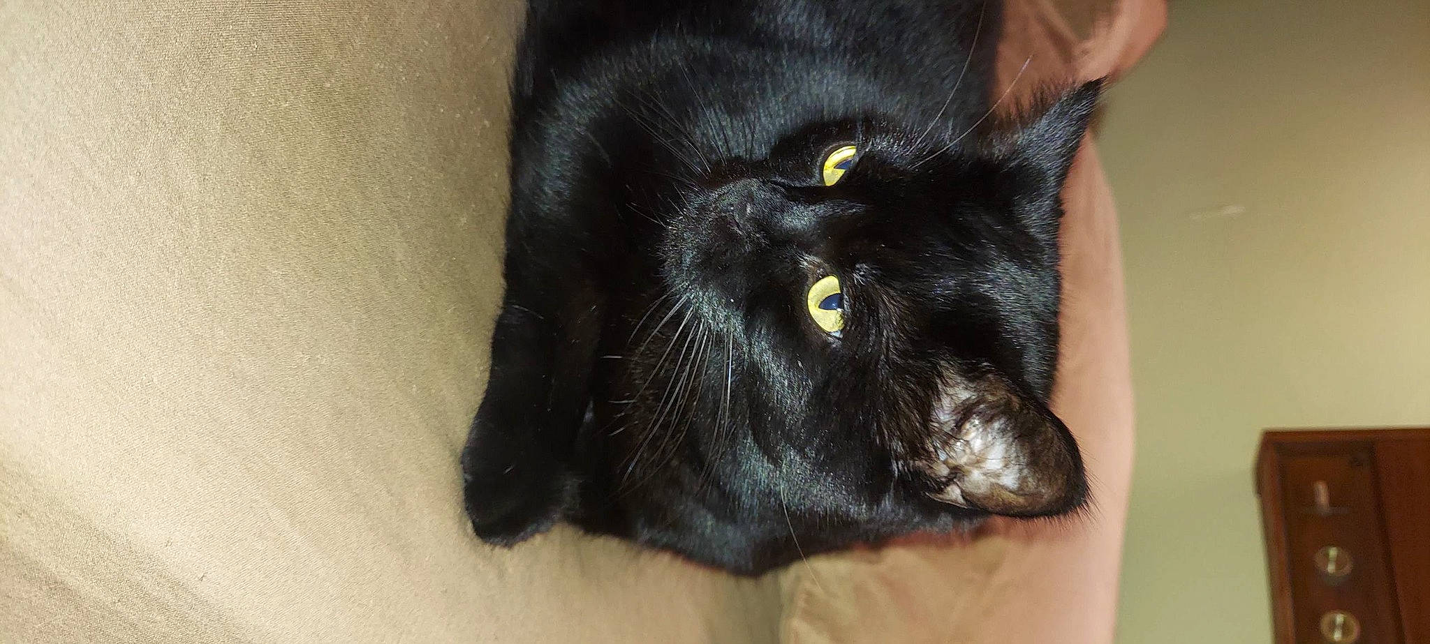 Stinker is registered to the contest to win money with this photo: black_cat, bombay, carnivore, cat, claw, domestic_short_haired_cat, electric_blue, felidae, fur, plant, small_to_medium_sized_cats, snout, terrestrial_animal, whiskers