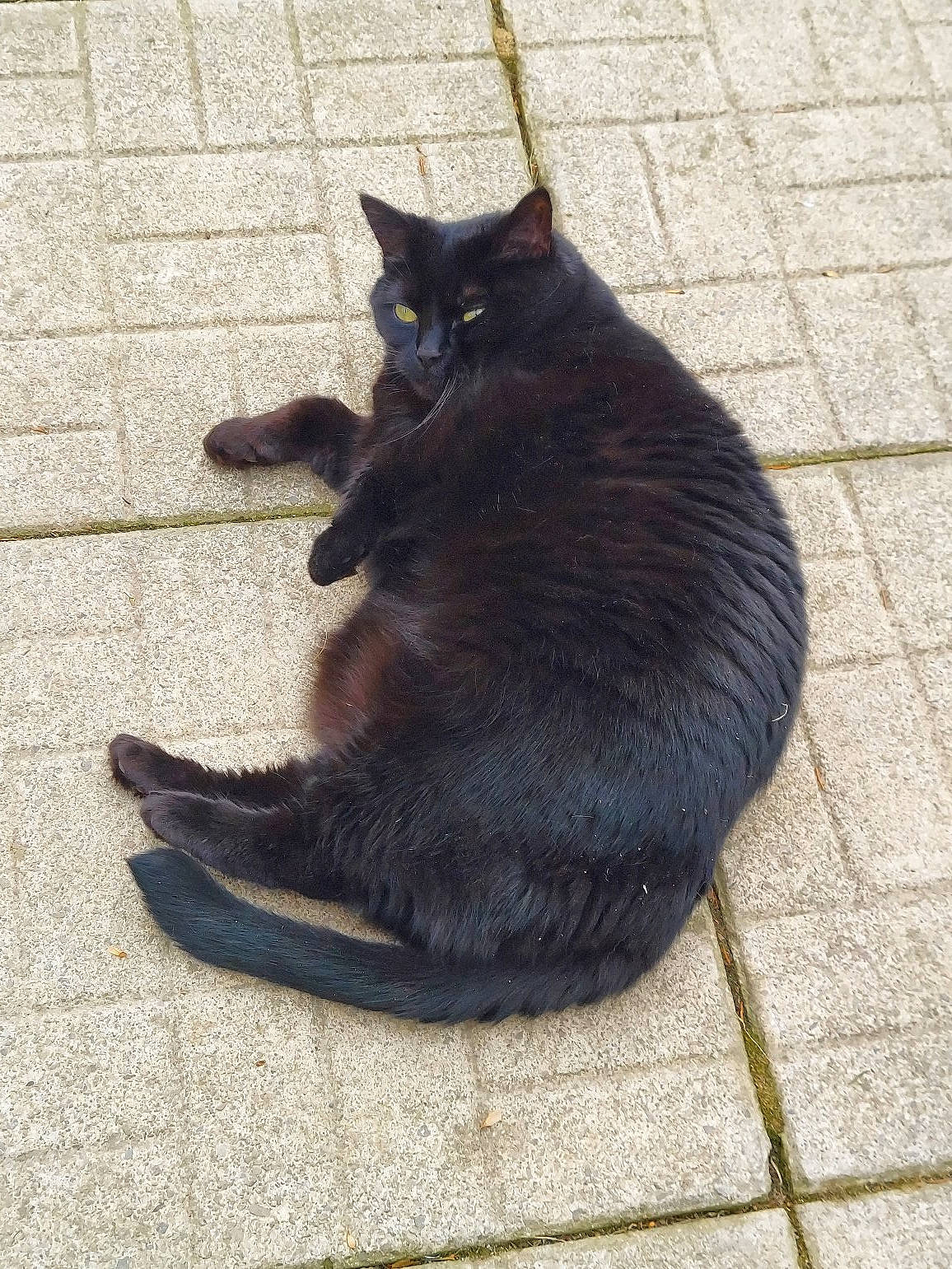 Stinker joined the competition — help win amazing prizes! black_cat, bombay, carnivore, cat, claw, domestic_short_haired_cat, felidae, flooring, foot, fur, grey, human_leg, road_surface, shadow, sitting, small_to_medium_sized_cats, snout, tail, terrestrial_animal, whiskers