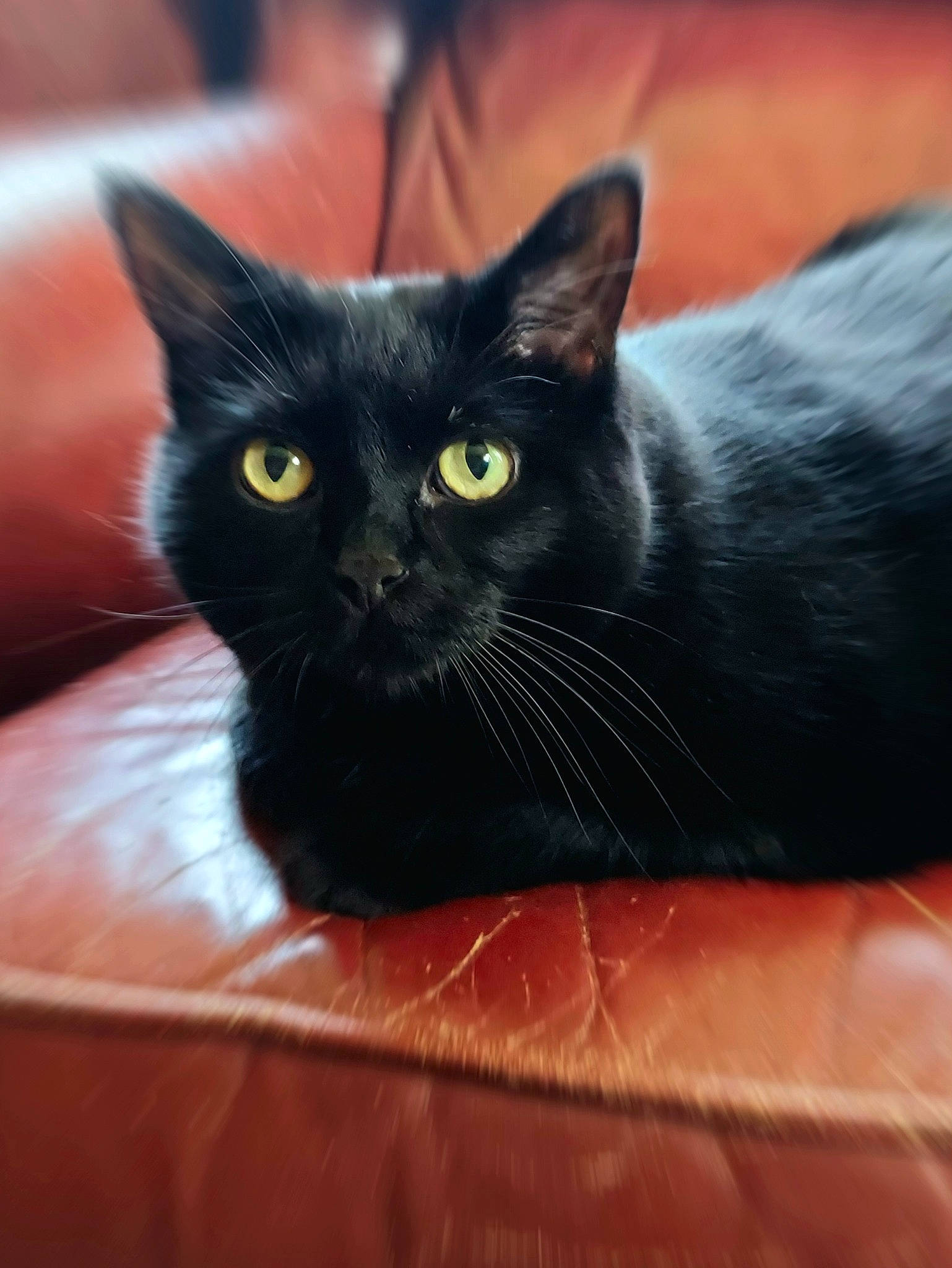 Stinker joined the competition — help win amazing prizes! black_cat, bombay, carnivore, cat, claw, comfort, domestic_short_haired_cat, electric_blue, felidae, fur, small_to_medium_sized_cats, snout, whiskers