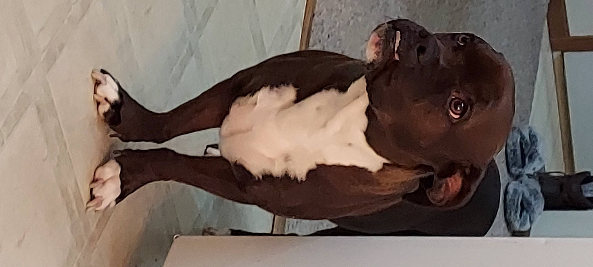 Sir Winston is registered to the contest to win money with this photo: art, feather, fur, gesture, jaw, liver, room, sculpture, snout, tail, visual_arts, wing, wood